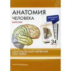 Анатомия человека: карточки. (34 шт). Центральная нервная система. Сапин М.Р., Николенко В.Н., Тимофеева М.О.