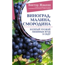 Виноград, малина, смородина. Богатый урожай любимых ягод в саду