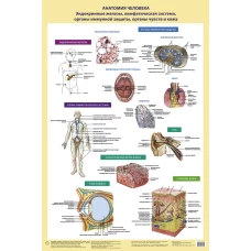 Анатомия человека. Эндокринные железы лимфатическая система органы иммунной защиты органы чувств и кожа (в тубусе)