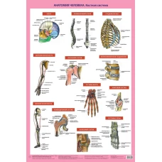Анатомия человека. Костная система (в тубусе)